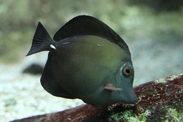 Zebrasoma Rostratum - Schwarzer Segelflossen Doktor