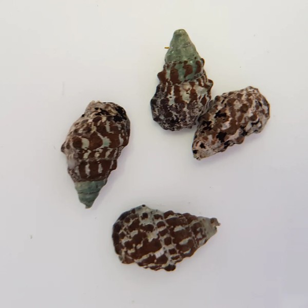 Cerithium caeruleum - Cyanofressende Nadelschnecke