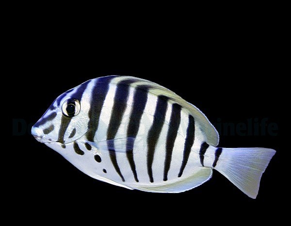 Acanthurus polyzona - Schwarzstreifen Doktorfisch