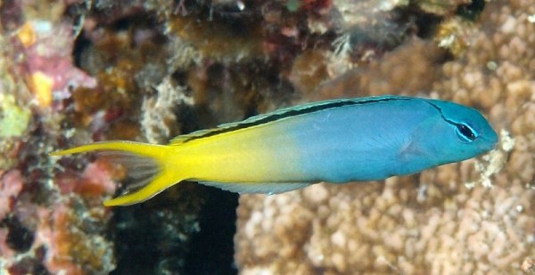 Meiacanthus atrodorsalis - Säbelzahnschleimfisch Nachzucht