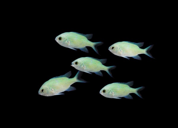 Chromis viridis - Grünes Schwalbenschwänzchen