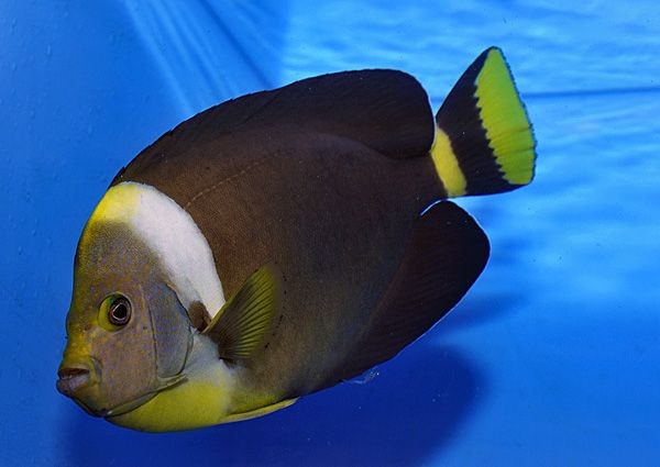 Chaetodontoplus personifer - Australischer Samtkaiserfisch (männlich)