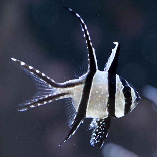 Pterapogon Kauderni - Banggai Kardinalbarsch