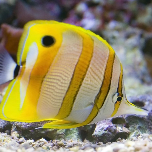 Chelmon Rostratus - Orangebinden Pinzettfisch