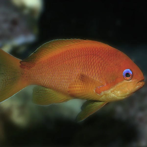 Pseudanthias Squamipinnis - Juwelen Fahnenbarsch - männchen